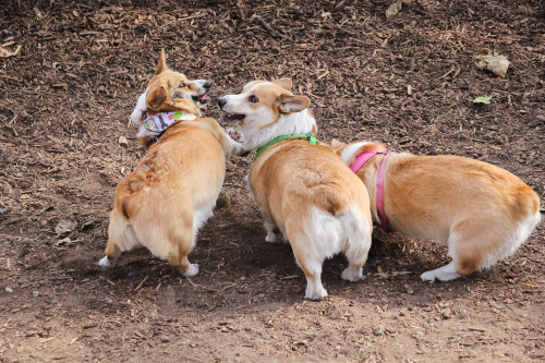 gatsbyadventures:  We often talk about how perfect it is that Scout is named after Jean Louise “Scout” Finch. Much like Scout the literary character, Scout the corgi prefers to hang with the boys and can out-mud/out-dirty them any day.