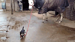 thenatsdorf:Dachshund takes horse for a stroll. [full video]