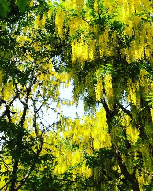 今年もダンナとGolden Chain trees (ラバーナム又はキングサリ)を観にVanDusen (バンクーバー市内の植物園)に行って来た！天国だった！ We went to the VanDu