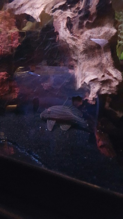 eat-at-dorsia:What it do bitches.This be my panaque.Royal Pleco.What ever'n shiiiiit.