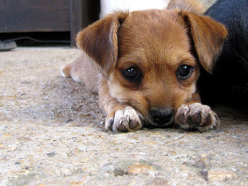 babyanimalgifs