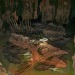 bhramarii:cave angel