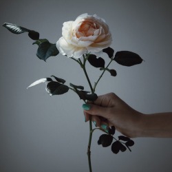 floralls:    by dromelot   