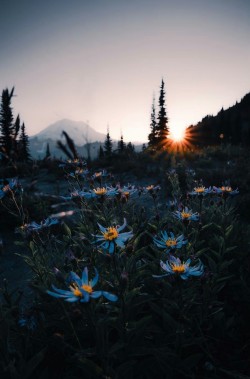 j-k-i-ng:“Rainier sunsets in the summer“