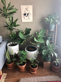 vegan-veins:  my fav part of our home <3 
