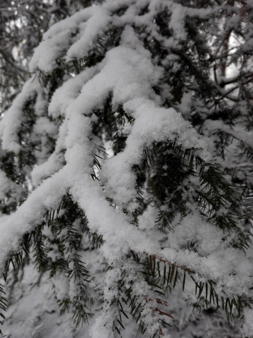 Snowy spruce ©missbryophyte