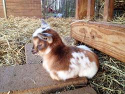 babygoatsandfriends:  i sleepy baby goat