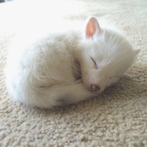 babyanimalgifs:Sleepy domesticated baby red fox@spoonriverrat