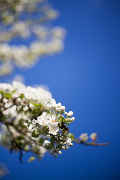 freddie-photography: Spring Blossom #2 - By Freddie Ardley