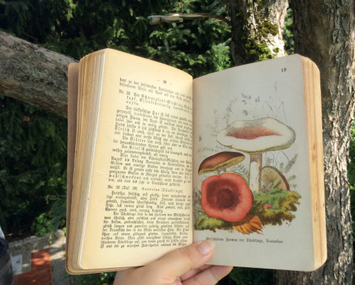 shroomlings:Old mushroom book: “Giftige und andere Pilze” (Poisonous mushrooms and others) by Wilhel