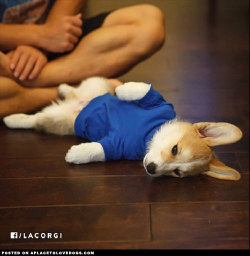 aplacetolovedogs:  This is cute Corgi puppy