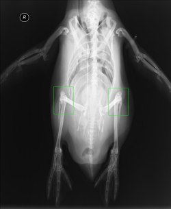 pizzaforpresident:  egberts:  I didn’t know how else to show you but this is an x-ray of penguin knees  thank you 