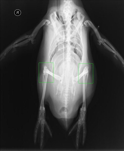 Porn photo So, Penguins have knees that are inside their