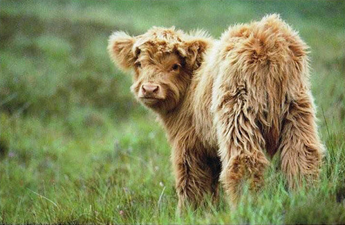 Sex tastefullyoffensive:  8 Fluffy Cows  awww pictures