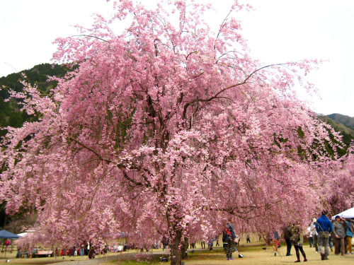 竹田の里しだれ桜まつり2014年4月12日(土)～4月26日(土)20140420午前中妻と桜を見にお出かけしました。少し肌寒かったけど、大勢の観光客が見物にきてました。