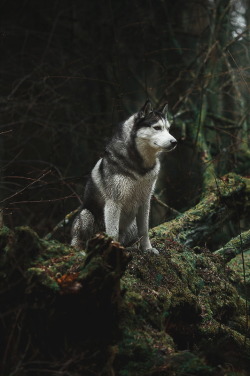 ikwt: Husky in the woods (Anna Averianova) 
