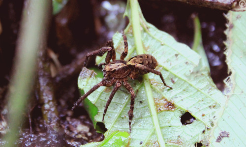 brait:Hogna Radiata