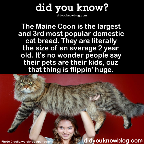 did-you-kno:  The Maine Coon is the largest and 3rd most popular domestic cat breed. They are literally the size of an average 2 year old. It’s no wonder people say their pets are their kids, cuz that thing is flippin’ huge.  Source