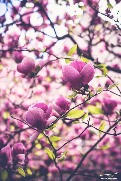 thliii:2.23.16   Magnolia Theodore H Lewis III | iStockPhoto | 500px | Instagram