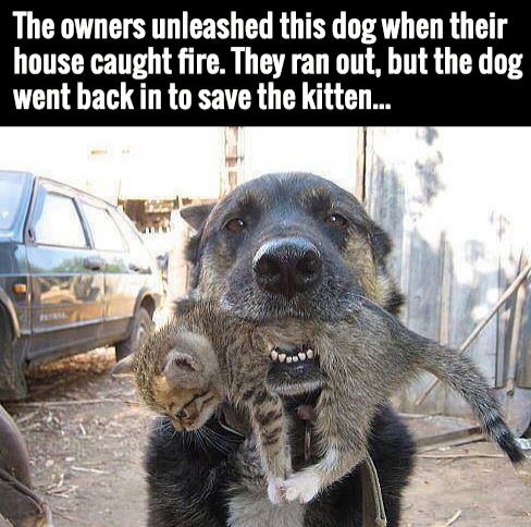 bulwark369:  carnalincarnate:  imboundtowin:  Happy Thursday, @misssquirrel & @carnalincarnate  Happy Thursday, @imboundtowin I am mushy mush now.  Good dog!!!!