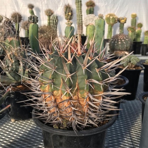 竜剣 Echinofossulocactus coptonogonus cactus #サボテン #succulents https://www.instagram.com/p/BqlNRKoHIsF