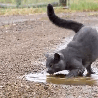 judestims:Russian Blue cat in a puddle
