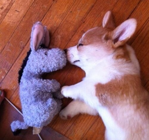 houseofwonderandchaos:  end0skeletal:  In case you’re having a bad day…here are some puppies sleeping with stuffed animals. (Credit: 1, 2, 3, 4, 5, 6, 7, 8, 9, 10. A note on the first puppy: At 5-½ weeks old, Daisy was mauled by a larger dog.