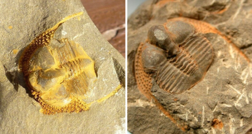 small-custard-science:image credit: Fossilguy.com and the Virtual Fossil MuseumAnd so, my long and h