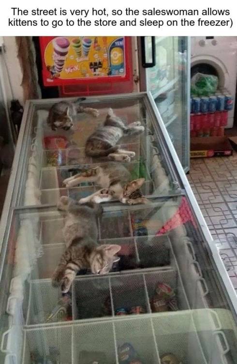 lady-kaaesien: awwcutepets: Kittens sleeping on the freezer on a hot day Cute kittens and kind lady!