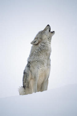 thatwanderinglonewolf:  Timber Wolf Portrait