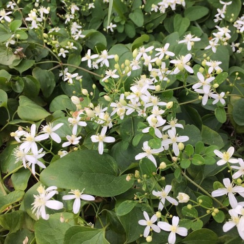 Here’s some Sweet Autumn Clematis to celebrate the first day of September. I’m loving this cloudy an