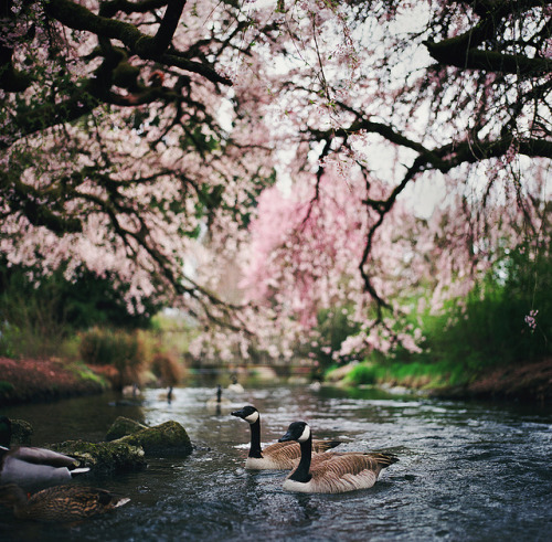 every spring is the only spring by manyfires on Flickr.