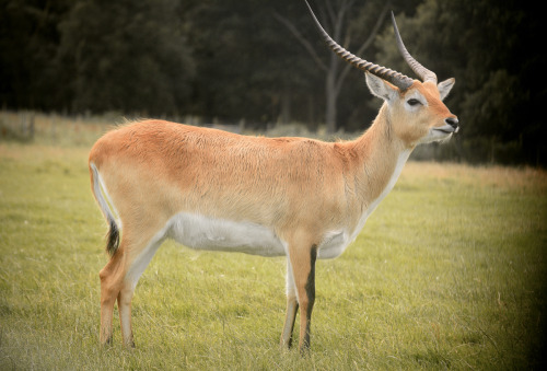 I went to Knowsley Safari Park last week. most of the animals were sleepy and cuddly and adorable.