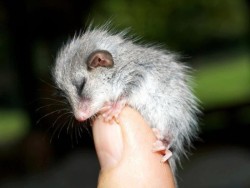 cuteanimalspics:An Itsy Bitsy Pygmy Possum