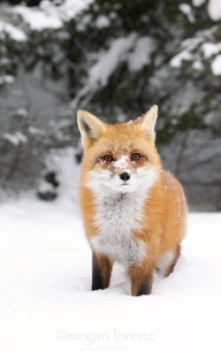 beautiful-wildlife:  Cold Nose by Megan