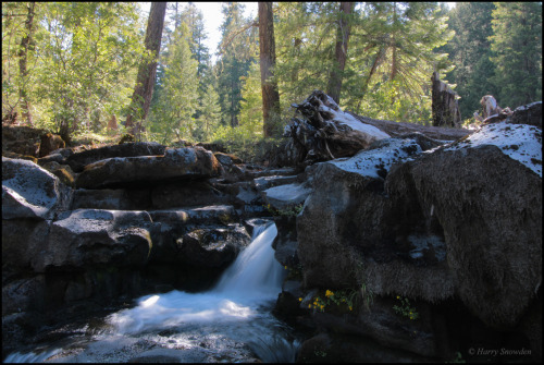 Yellow Wildflowers - High Cascades - OregonHarry Snowden