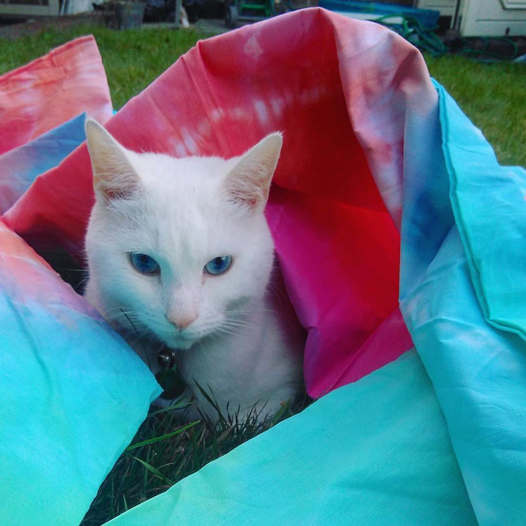 🐱🐱🐱  #meko #cat #cute #whitecat #catstagram #catsofinstagram #blueeyes #fluffy