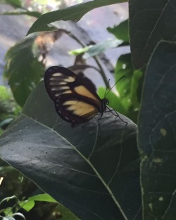 #parquearvi #medellin #mariposario