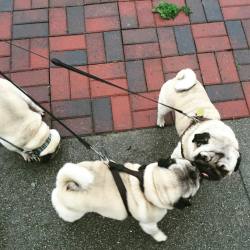 pugsnroses:  When you’re supposed to be going on a walk, but you’d rather check your brother for breakfast leftovers  #pugs #pugsofinstagram #pugstagram #morning #puglife 