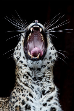 brazenbvll:  Leopardo : (©)  