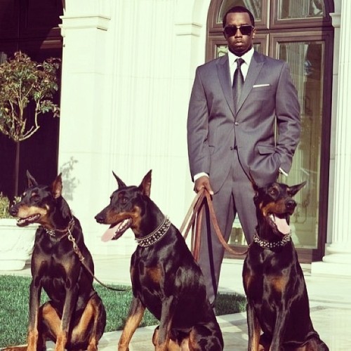 BOSS #pdiddy #dog #boss #hiphop #fashion