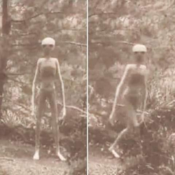 slygirlboy:slygirlboy:my favorite genre of alien picture is little grey aliens just naked in the woods like why the fuck are you here. you have a spaceship. why did you come to earth to just stand in the woods and look at us with no clothesthis is like