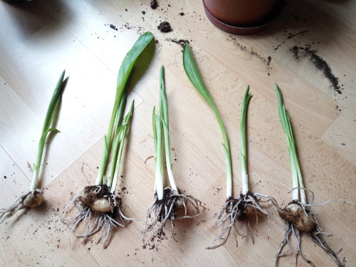 24/05/2016Today I transplanted the supposedly callas, before they got too tangled with delphinium&rs