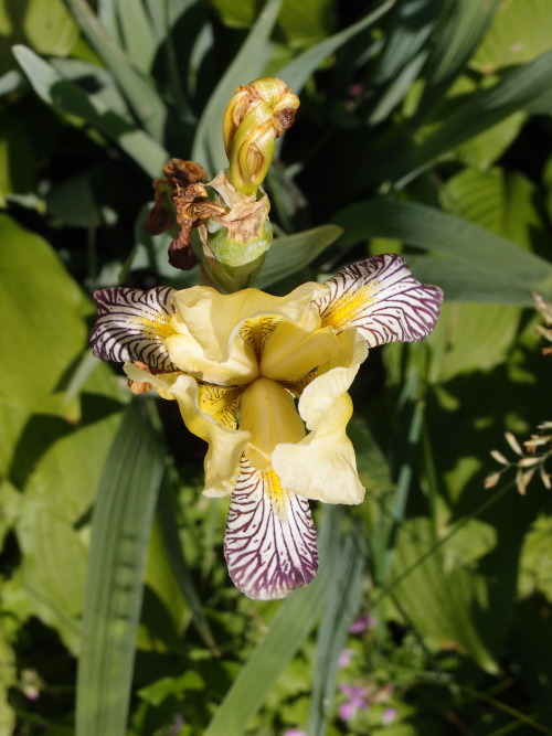 Iris germanica — German iris