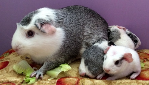 cherishedcavies: Birth Announcement . Bella had her babies today. Four beautiful little pigs. Three 