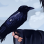 crowgirldick