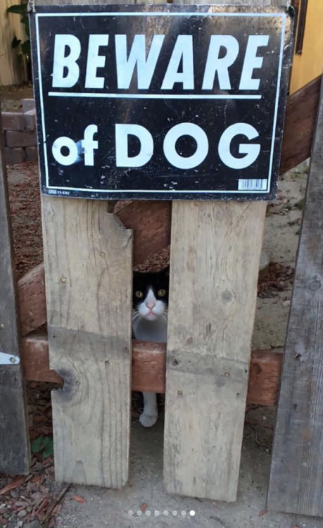 babyanimalgifs:Funny “beware of the dog” signs and the very dangerous dogs behind them