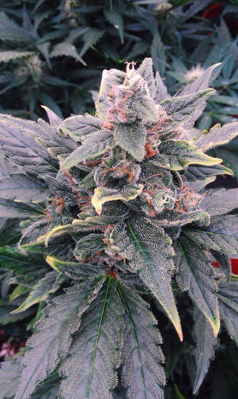 420DMND