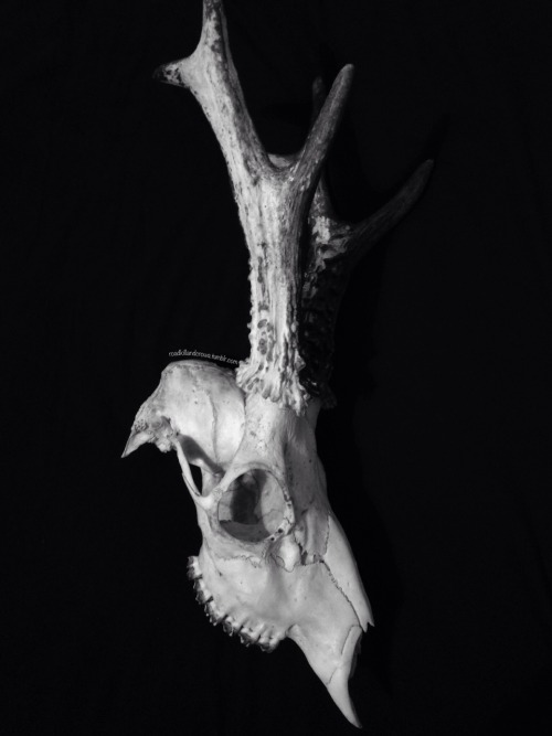 roadkillandcrows:  Roe deer skull.