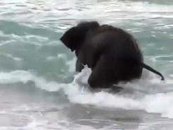 babyanimal-gifs:  baby elephant sees the sea for the first time (x)